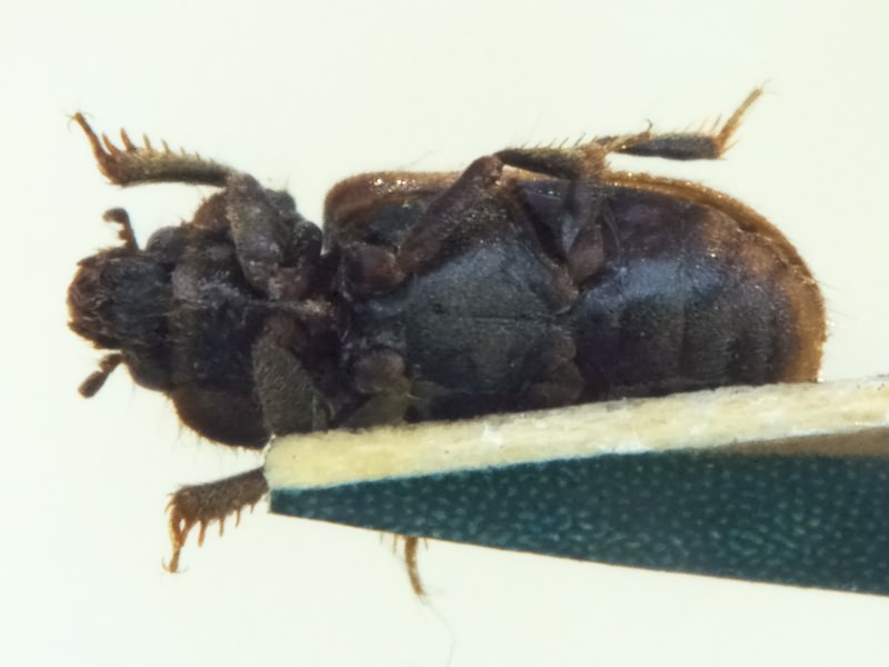 Augyles hispidulus (Kiesenwetter, 1843)